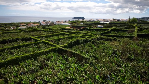 Fruteiras Sub-tropicais