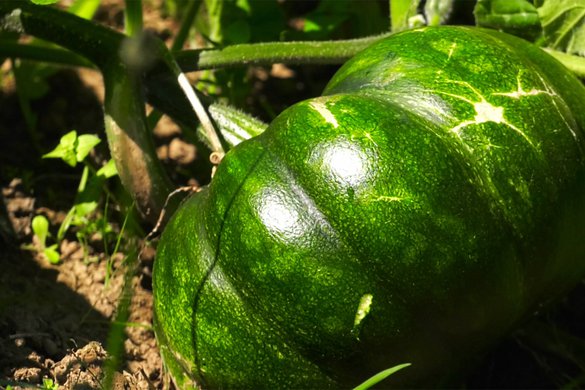 Higiene Produção Primária