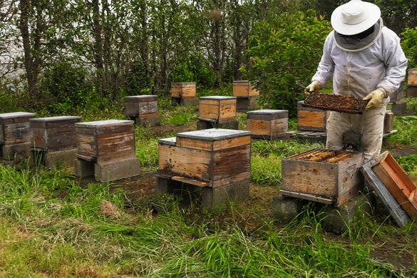 Iniciação Apicultura