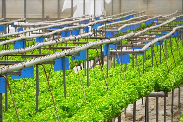 Formação prática em "Culturas hortícolas sem solo"