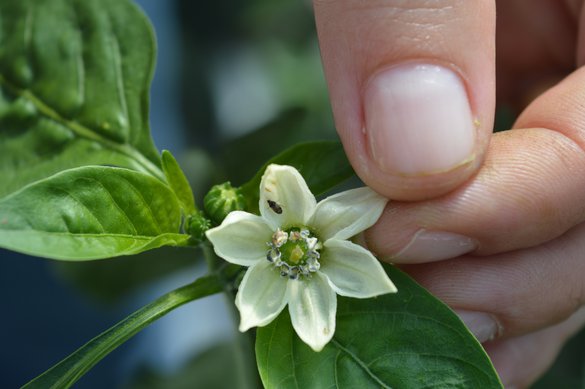 Palestra “Polinização das culturas Horto-Frutícolas”