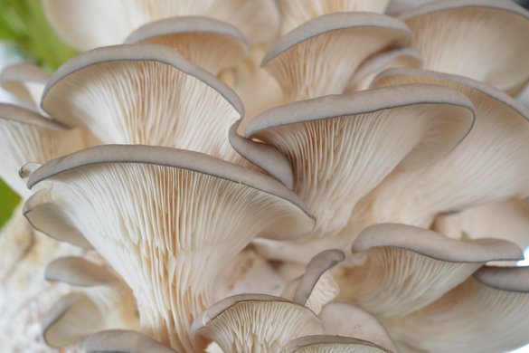 3.ª Edição da Formação Avançada de Produção de Cogumelos.