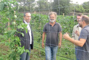 Plantação de maracujás em espaldeira aumenta a quantidade e qualidade do fruto