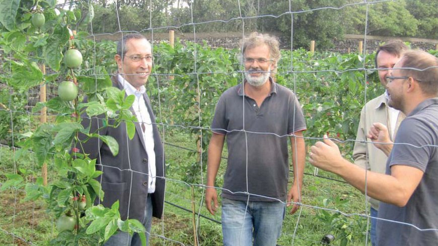 Plantação de maracujás em espaldeira aumenta a quantidade e qualidade do fruto