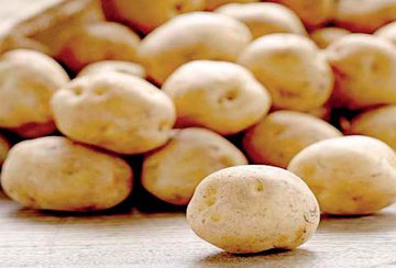 Elevados custos de produção levam produtores a desinvestir no cultivo da batata