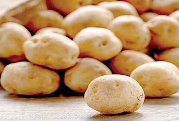 Elevados custos de produção levam produtores a desinvestir no cultivo da batata