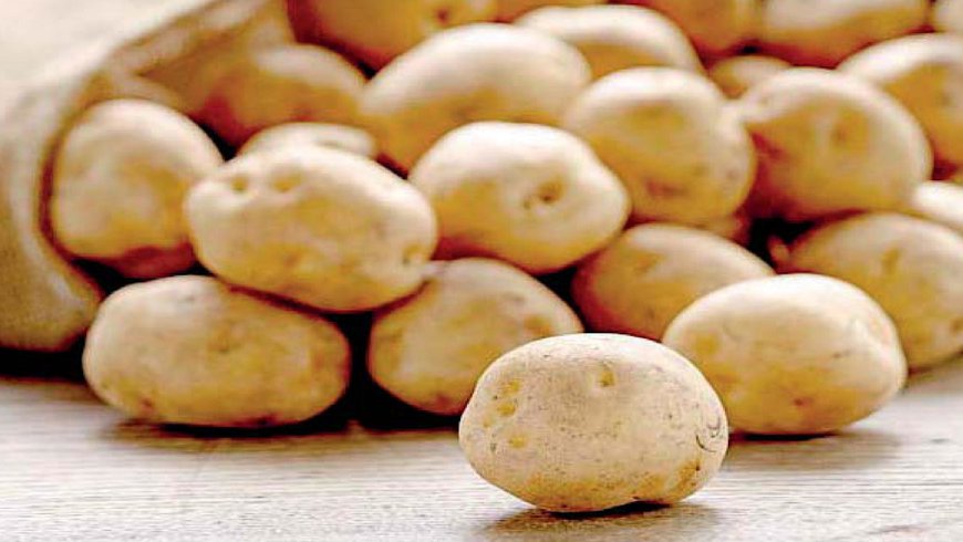 Elevados custos de produção levam produtores a desinvestir no cultivo da batata