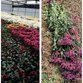 Compradores desapareceram e floricultor teve de destruir 90% da sua ... 2020-04-15