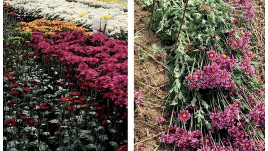 Compradores desapareceram e floricultor teve de destruir 90% da sua produção de margaridas