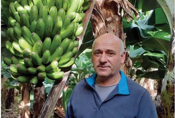 Excesso de banana na época de verão pode conduzir à sua desvalorização no futuro, alerta produtor de Vila Franca do Campo