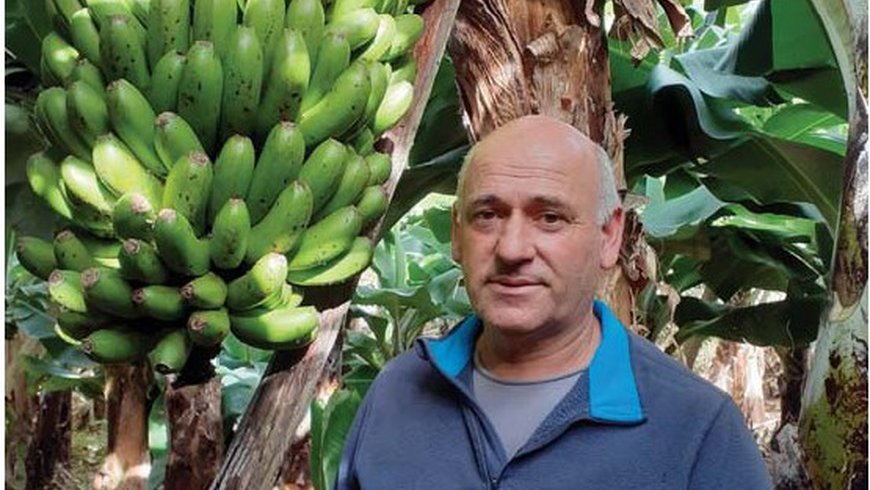 Excesso de banana na época de verão pode conduzir à sua desvalorização no futuro, alerta produtor de Vila Franca do Campo