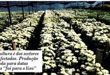 Floricultura e produção de ananás entre as áreas mais afetadas pela pandemia