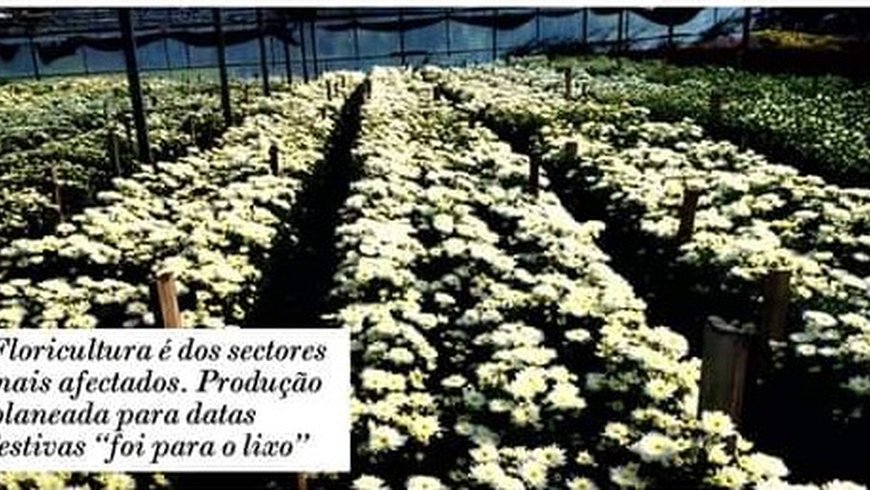 Floricultura e produção de ananás entre as áreas mais afetadas pela pandemia